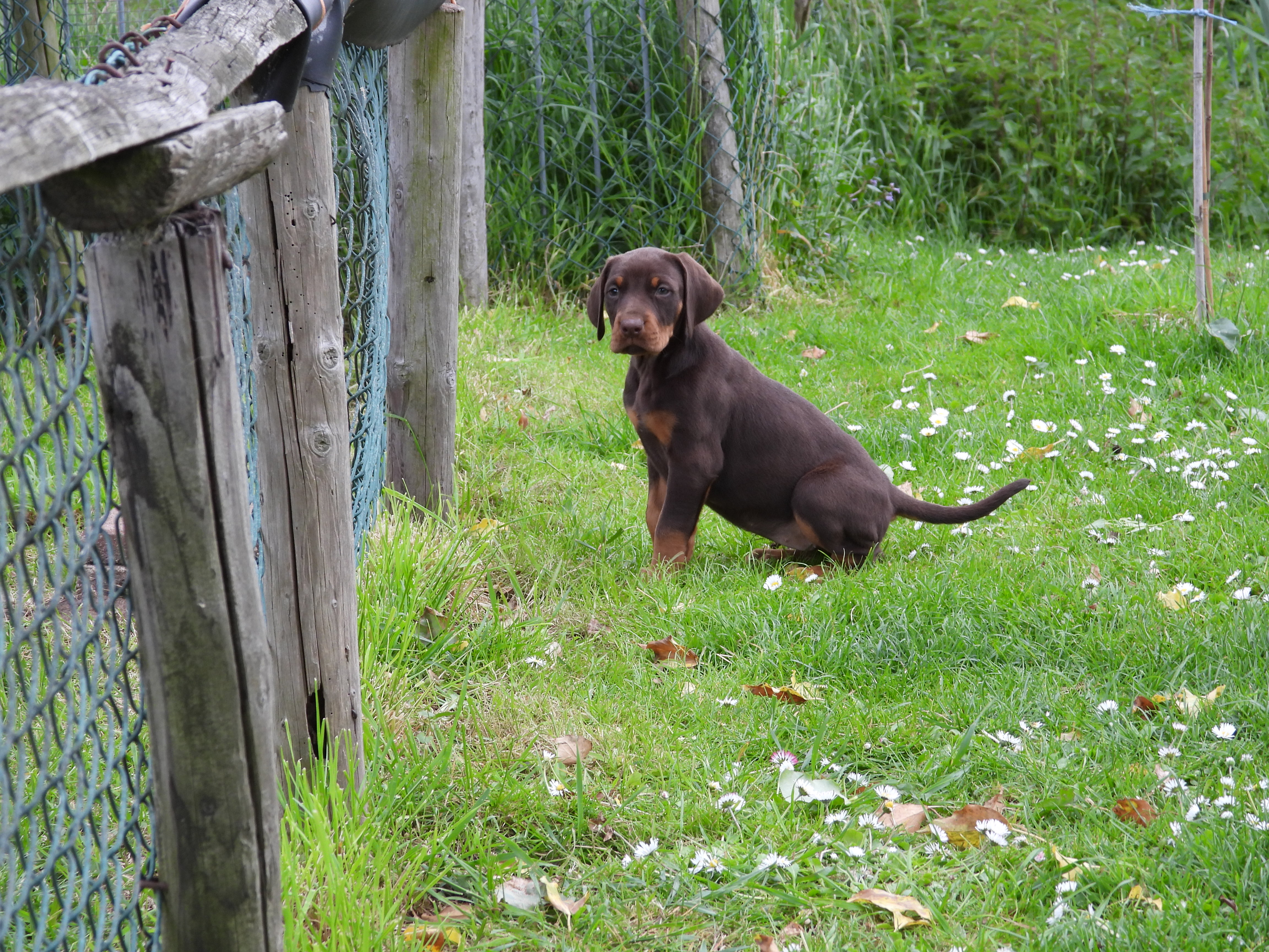 Kaya als pup